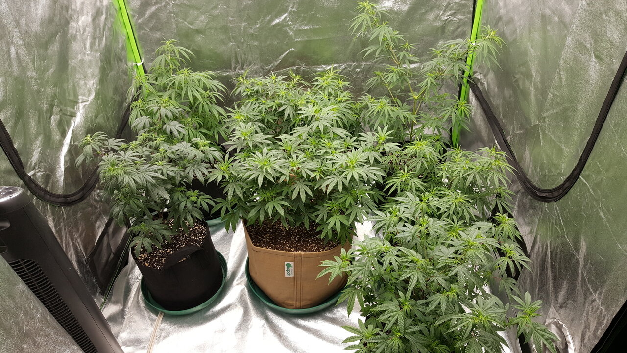 102319 Flower Tent Flip Day 7 2.jpg