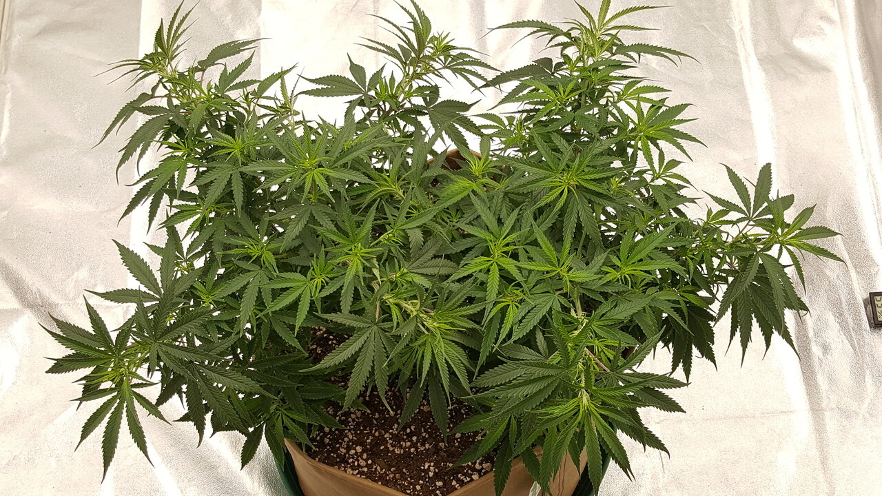 102319 Jack Herer Flip Day 7 10.jpg