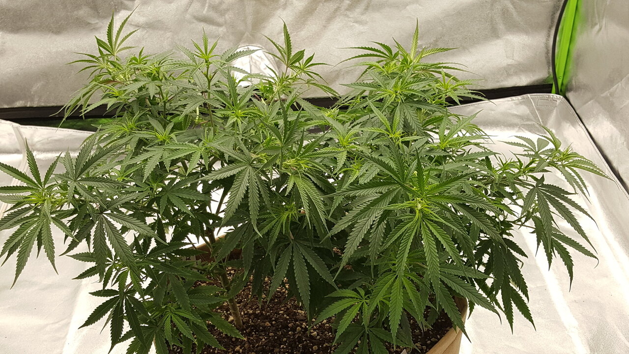 102319 Jack Herer Flip Day 7 11.jpg