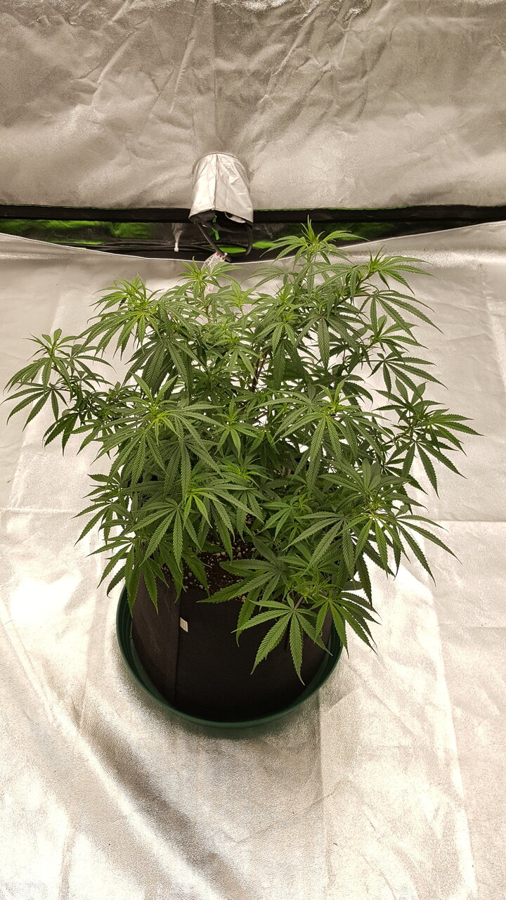 102319 KA5 Haze Flip Day 7 1.jpg