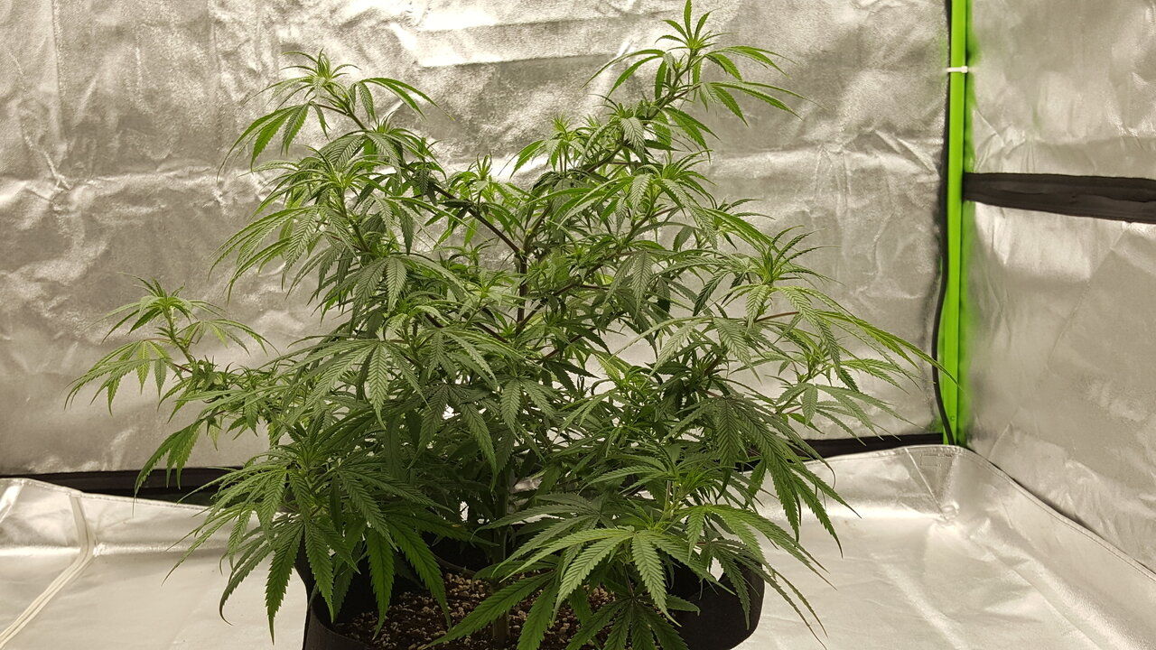 102319 KA5 Haze Flip Day 7 2.jpg