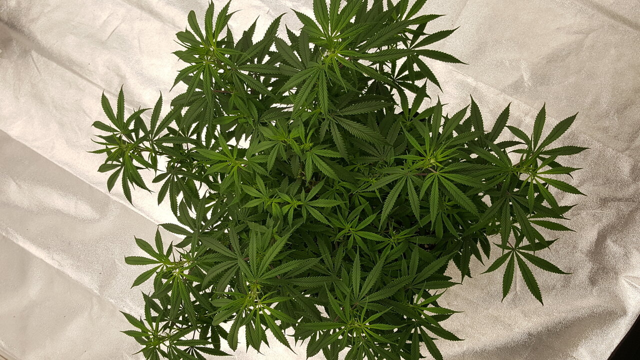 102319 KA5 Haze Flip Day 7 3.jpg