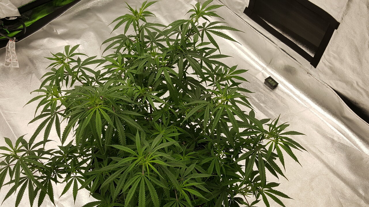 102319 KA5 Haze Flip Day 7 5.jpg