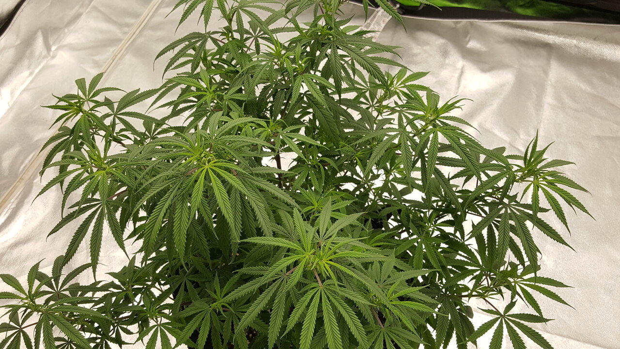 102319 KA5 Haze Flip Day 7 7.jpg