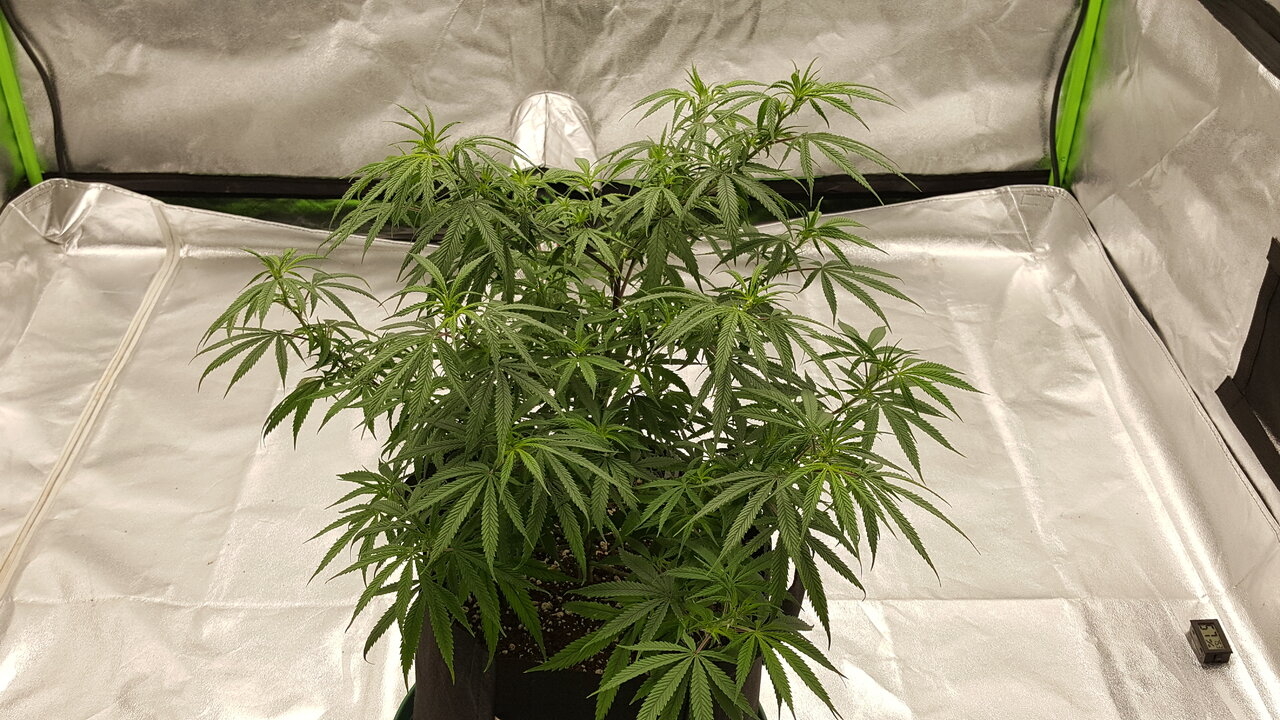 102319 KA5 Haze Flip Day 7 8.jpg