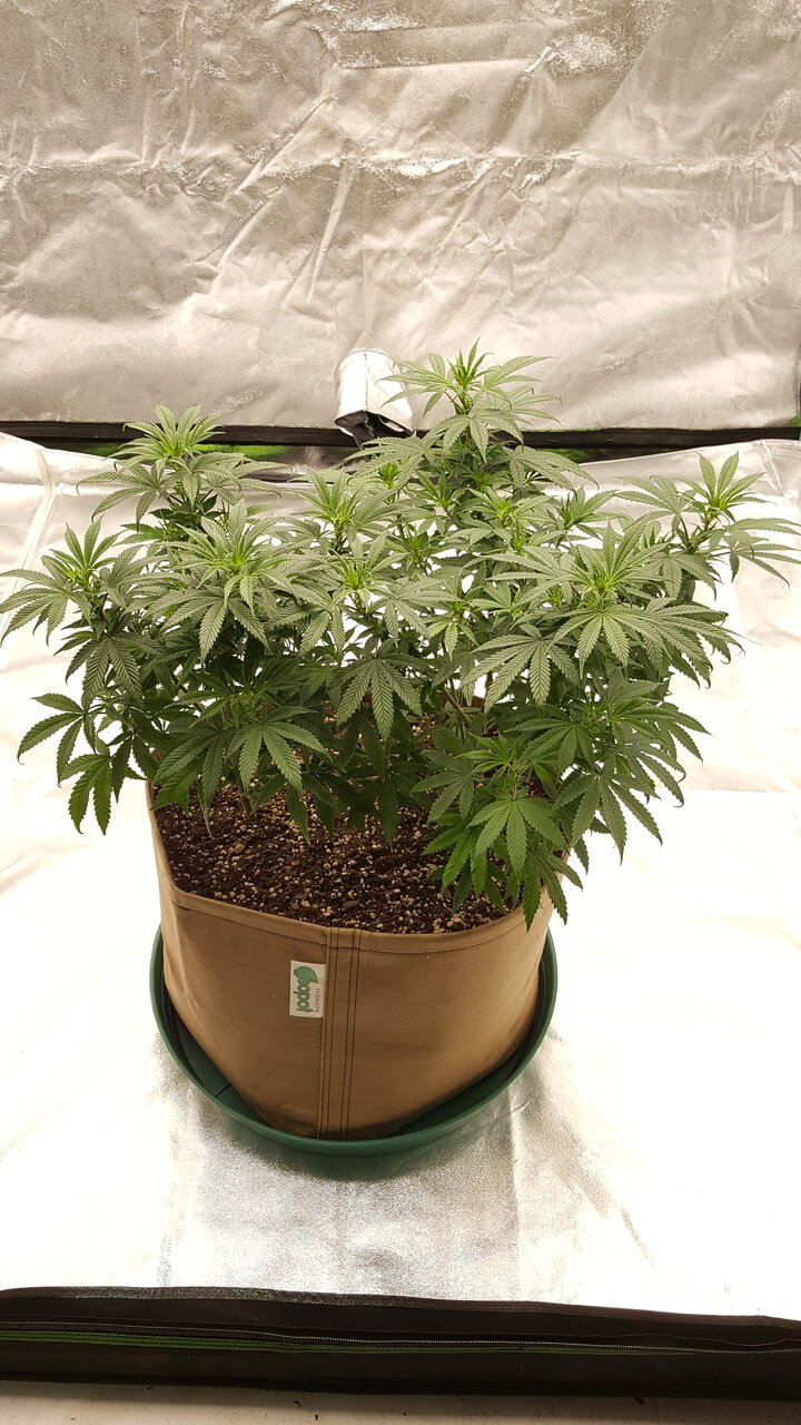 102319 Skunk #1 Flip Day 7 1.jpg