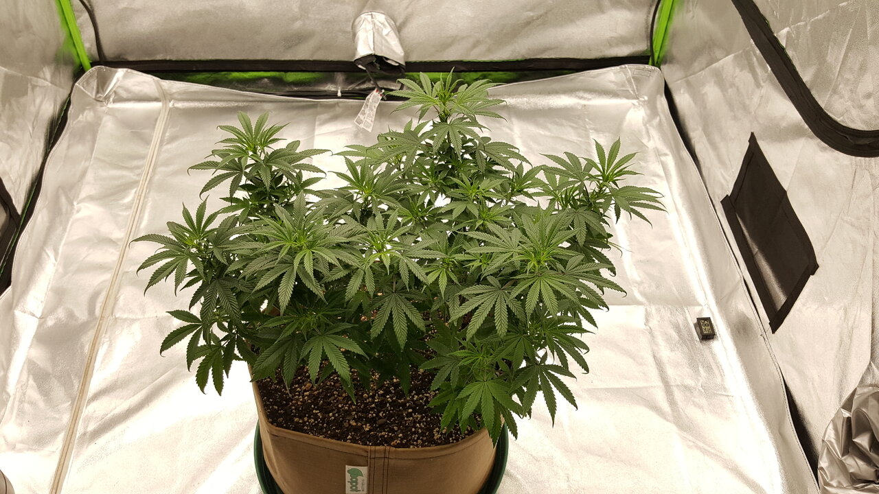 102319 Skunk #1 Flip Day 7 10.jpg