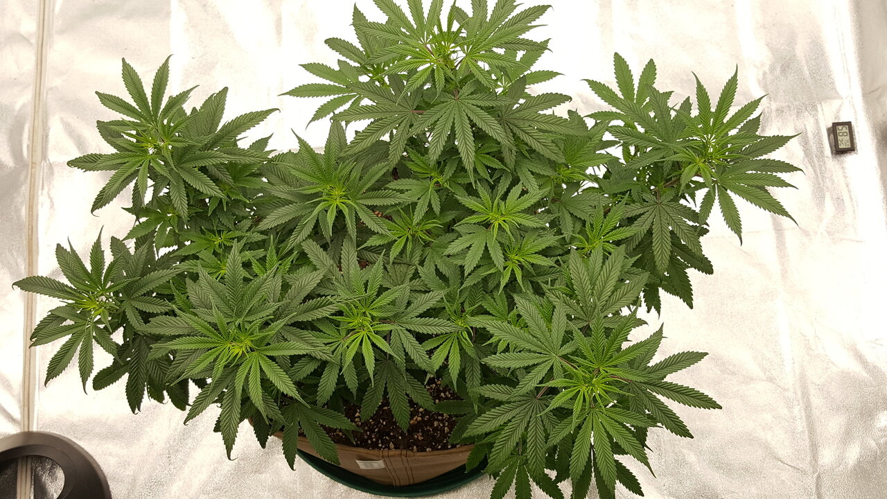 102319 Skunk #1 Flip Day 7 3.jpg