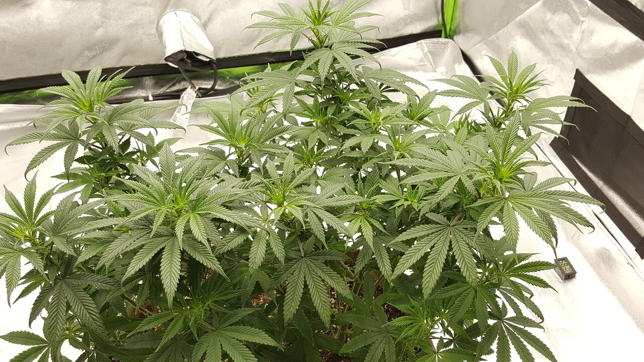 102319 Skunk #1 Flip Day 7 4.jpg