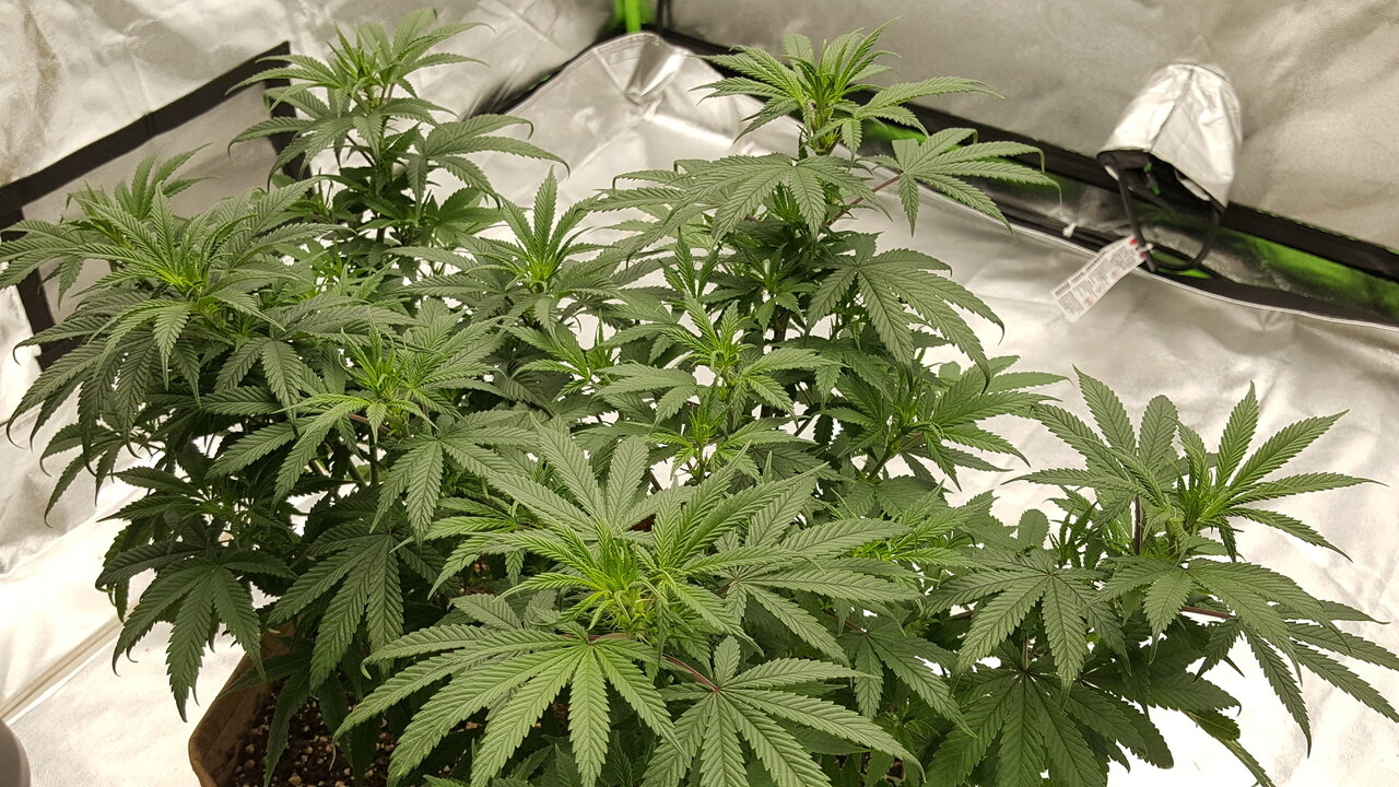 102319 Skunk #1 Flip Day 7 5.jpg