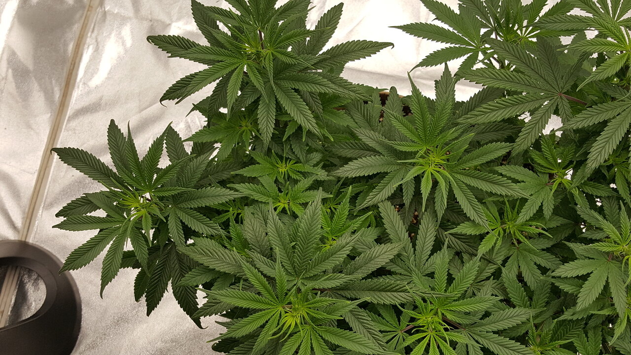 102319 Skunk #1 Flip Day 7 6.jpg