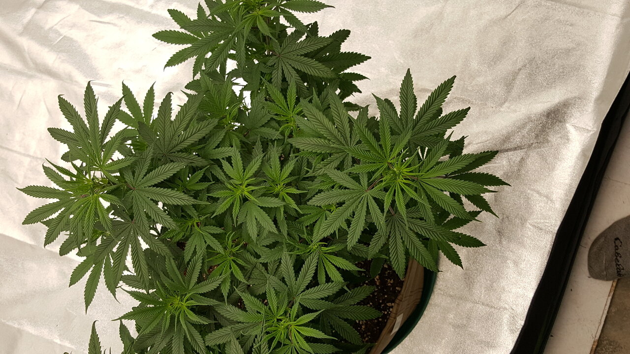 102319 Skunk #1 Flip Day 7 7.jpg