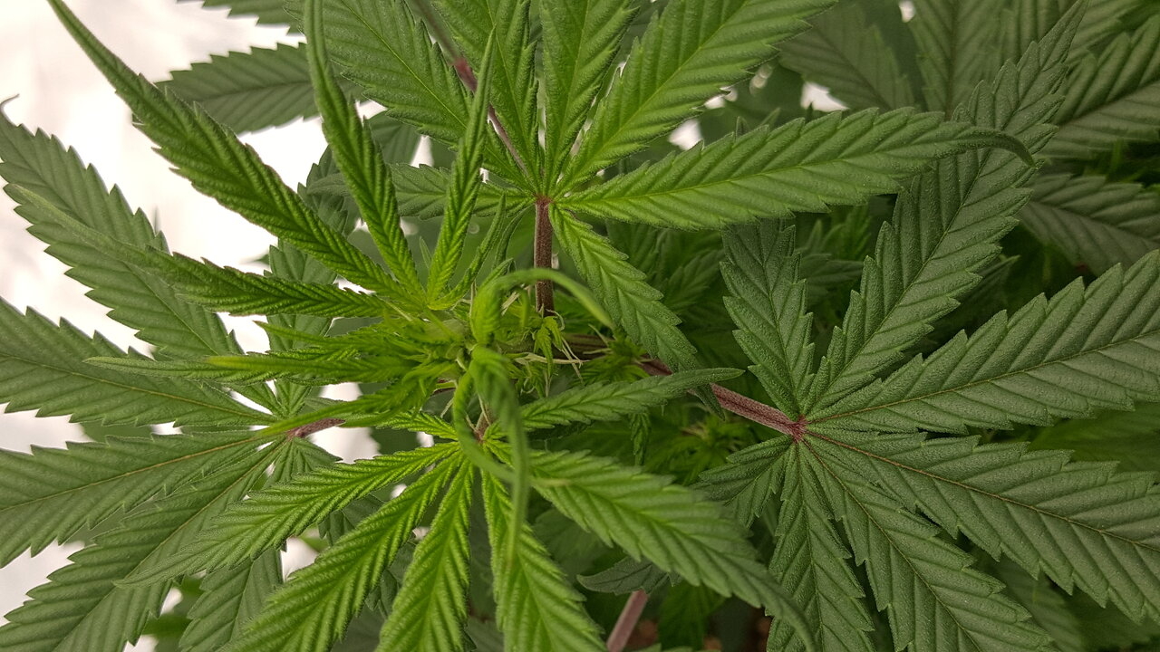 102319 Skunk #1 Flip Day 7 8.jpg