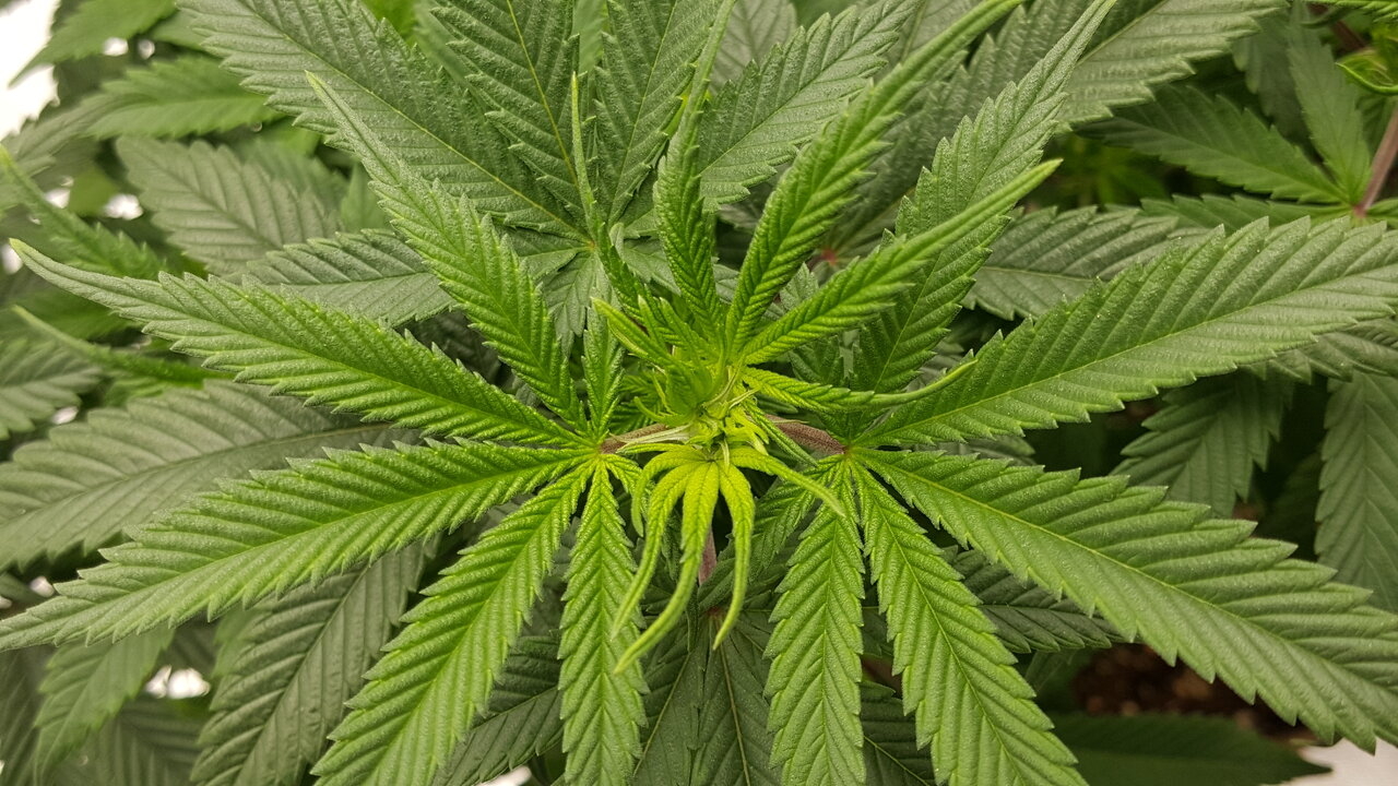 102319 Skunk #1 Flip Day 7 9.jpg