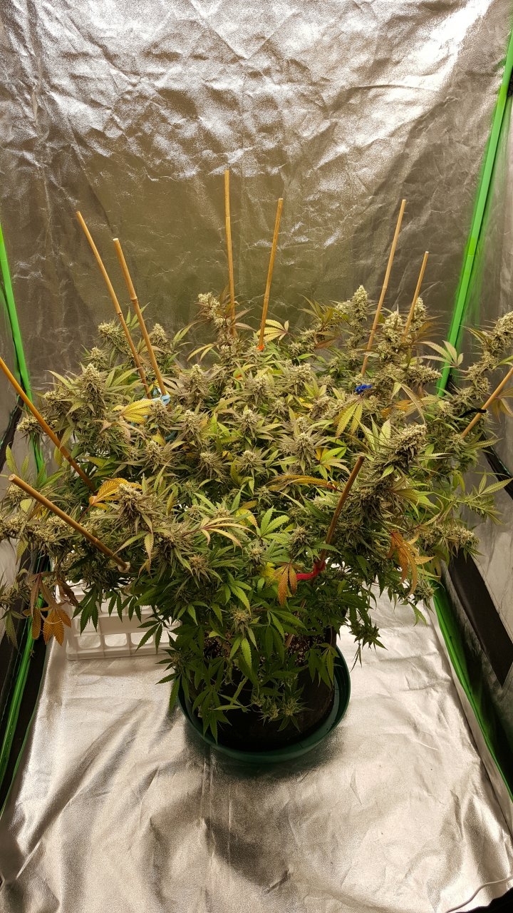 102518 Black Cherry Punch Flip Day 49 Day 39 With Hairs 1.jpg