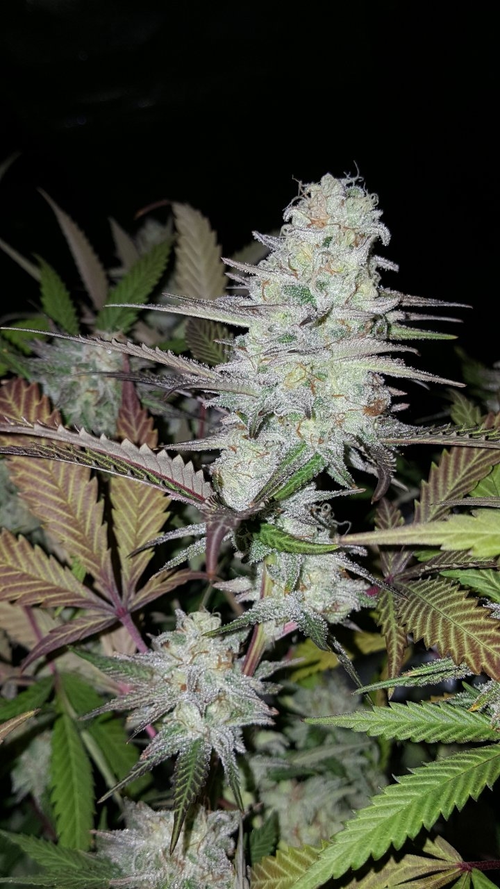 102518 Black Cherry Punch Flip Day 49 Day 39 With Hairs 13.jpg