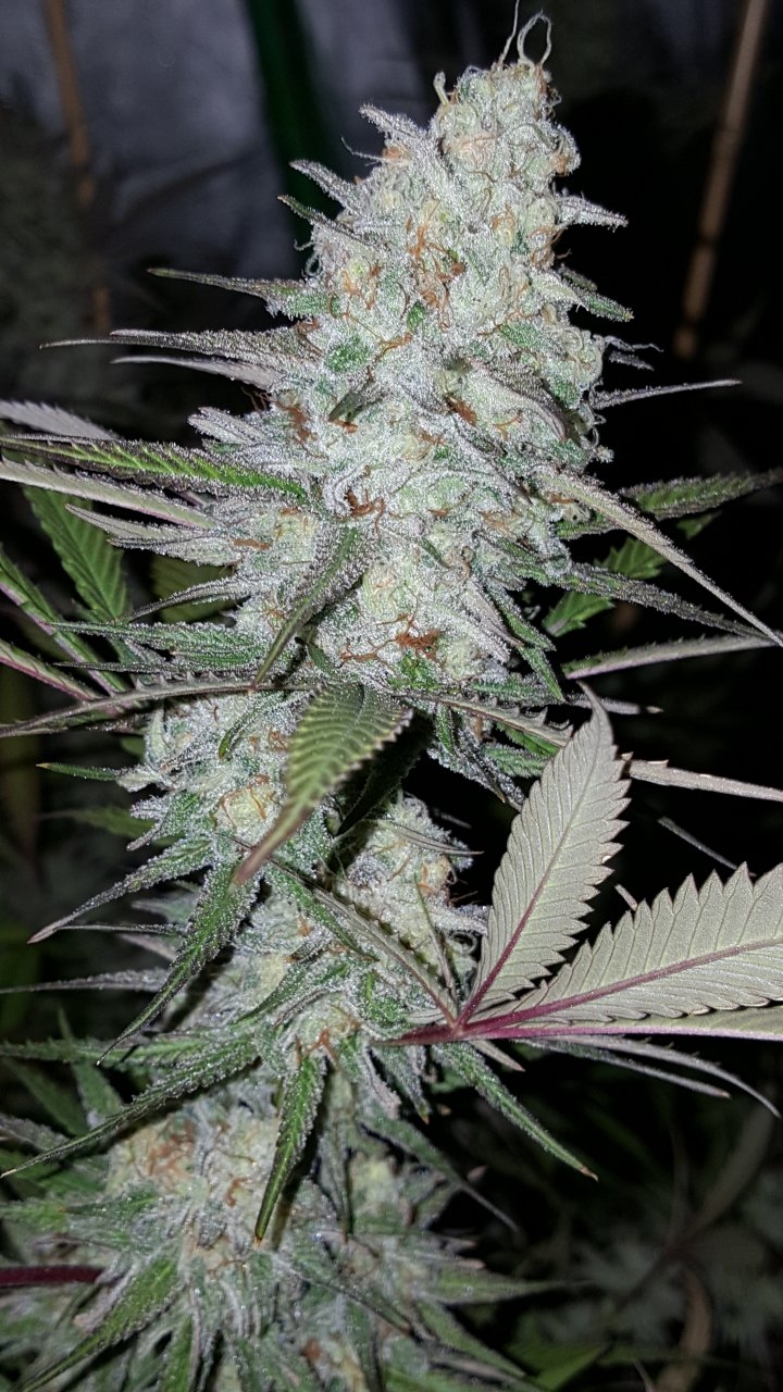 102518 Black Cherry Punch Flip Day 49 Day 39 With Hairs 14.jpg
