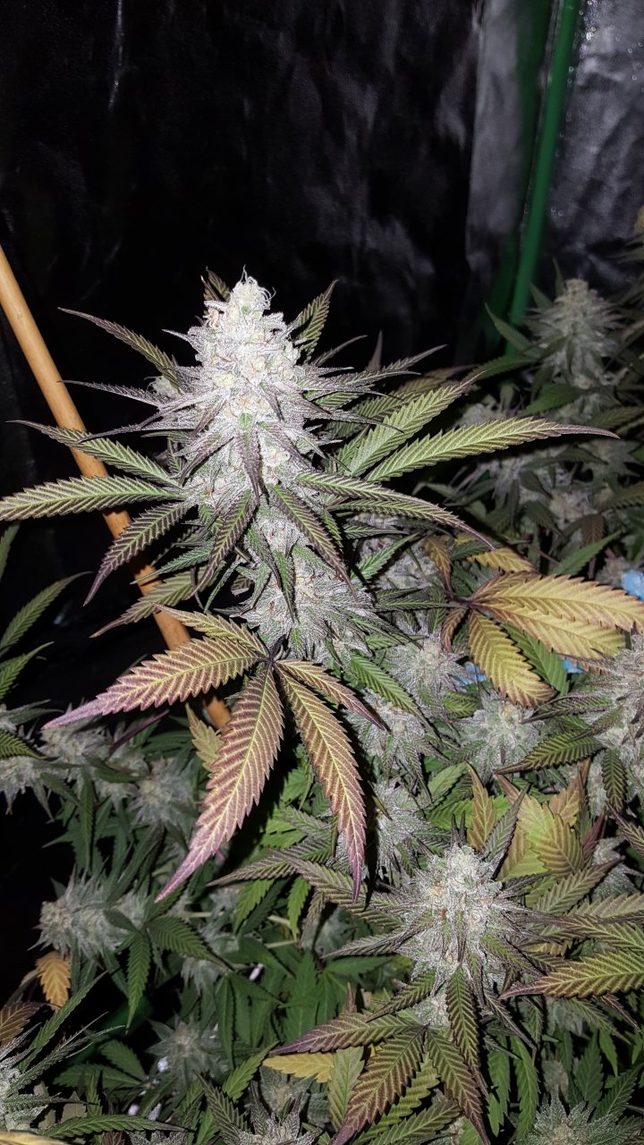 102518 Black Cherry Punch Flip Day 49 Day 39 With Hairs 18.jpg