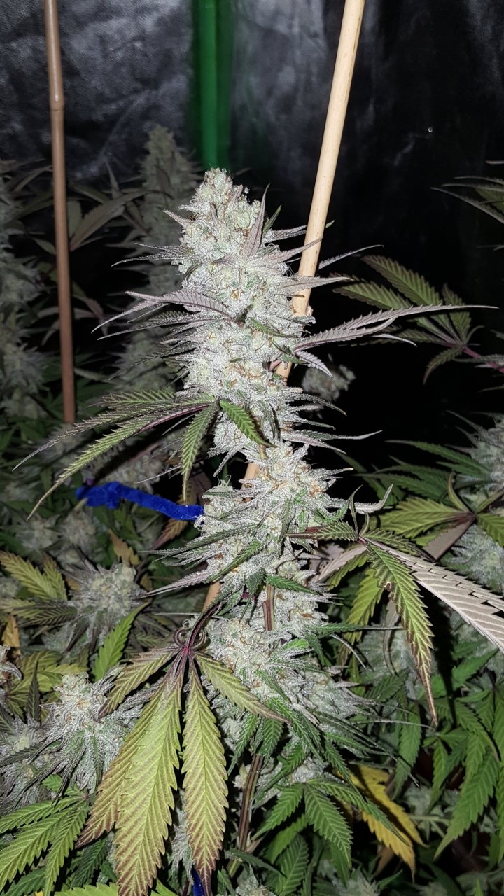 102518 Black Cherry Punch Flip Day 49 Day 39 With Hairs 19.jpg