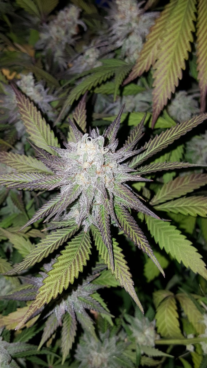 102518 Black Cherry Punch Flip Day 49 Day 39 With Hairs 21.jpg