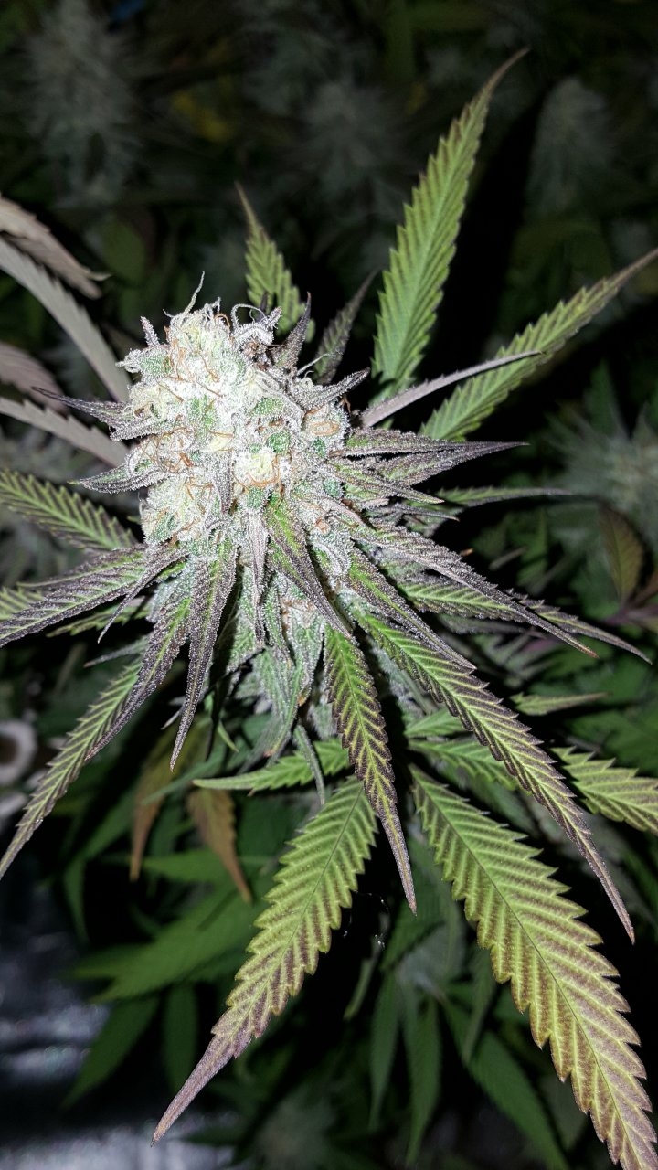 102518 Black Cherry Punch Flip Day 49 Day 39 With Hairs 22.jpg