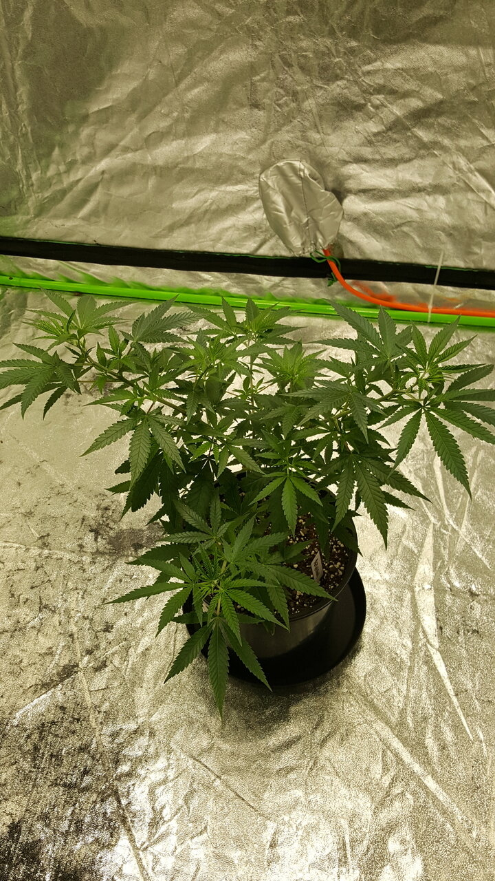 102519 Afghani #1 Veg Day 61 1.jpg