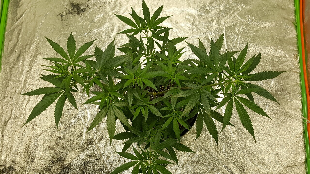 102519 Afghani #1 Veg Day 61 3.jpg