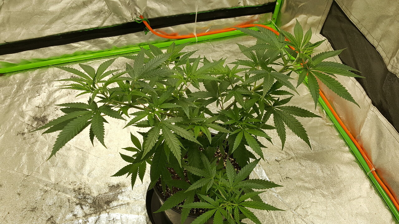 102519 Afghani #1 Veg Day 61 5.jpg