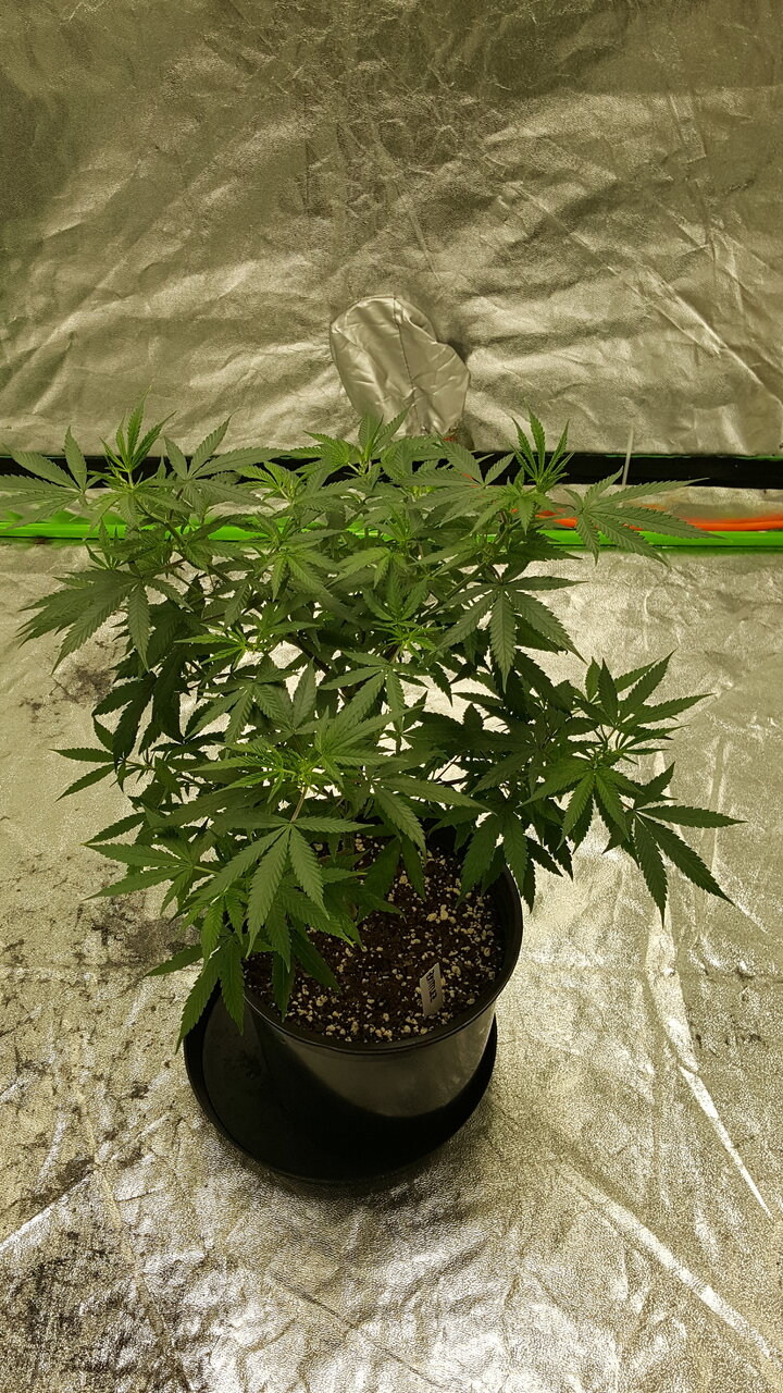 102519 Zkittlez Veg Day 61 1.jpg