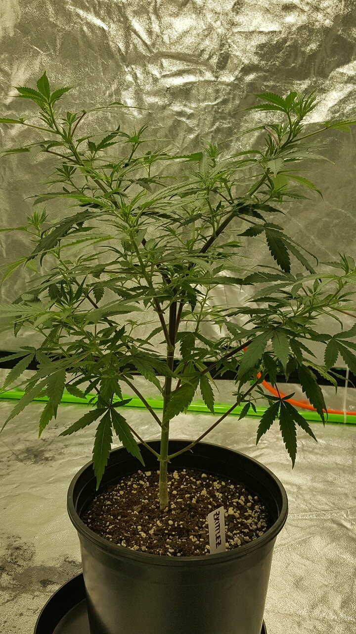 102519 Zkittlez Veg Day 61 2.jpg