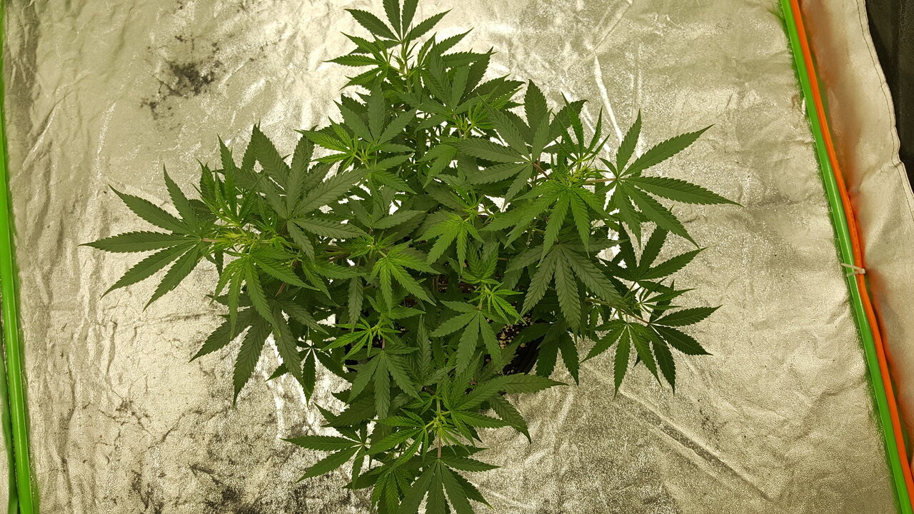 102519 Zkittlez Veg Day 61 3.jpg