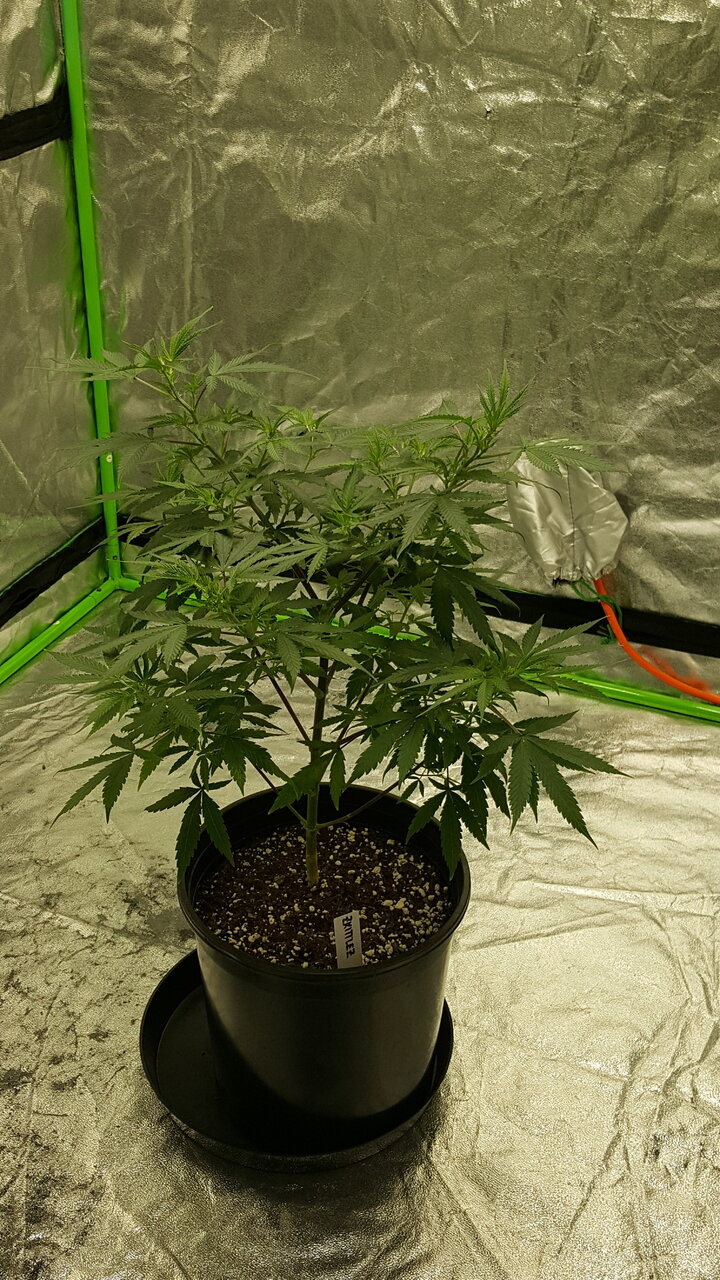 102519 Zkittlez Veg Day 61 5.jpg