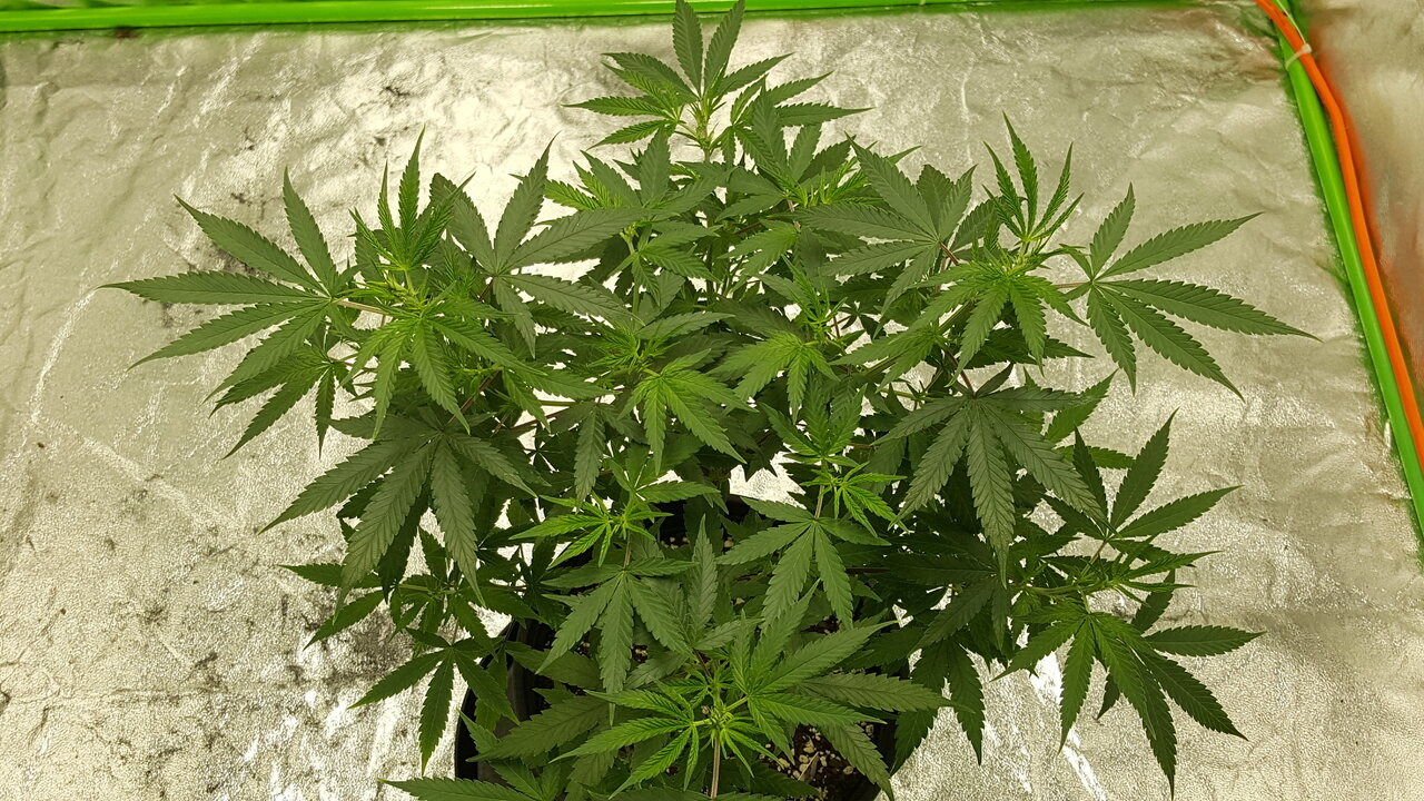 102519 Zkittlez Veg Day 61 6.jpg