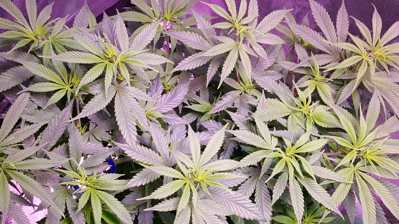 102618 Amherst Sour Diesel Veg Day 55 8.jpg