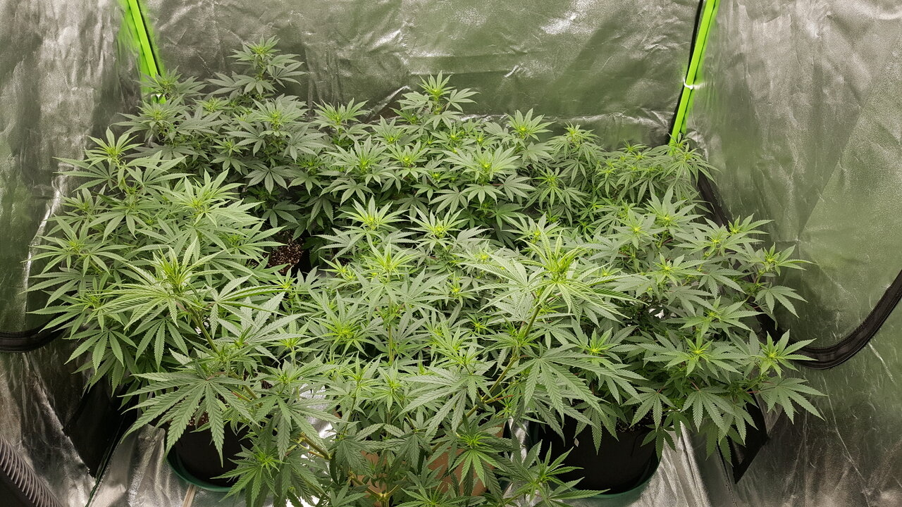 102819 Flower Tent Flip Day 12 1.jpg