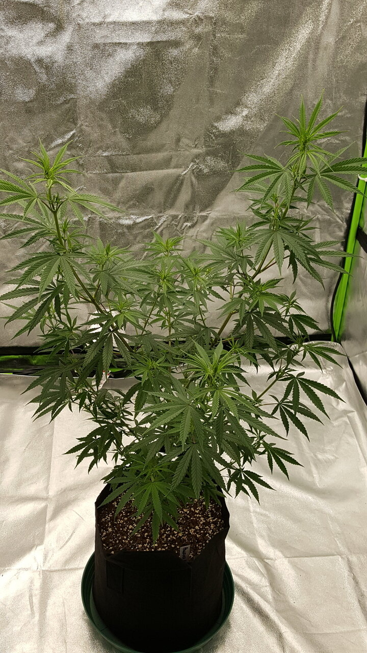 102819 Panama Haze Flip Day 12 1.jpg