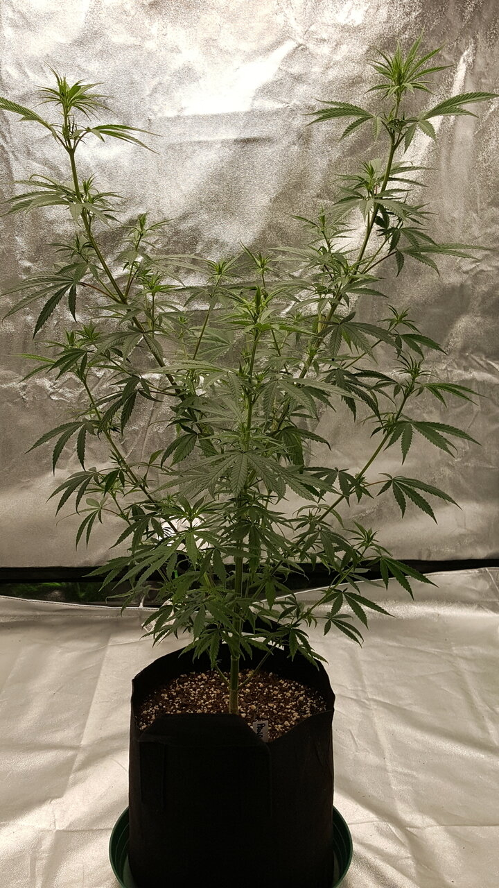 102819 Panama Haze Flip Day 12 2.jpg