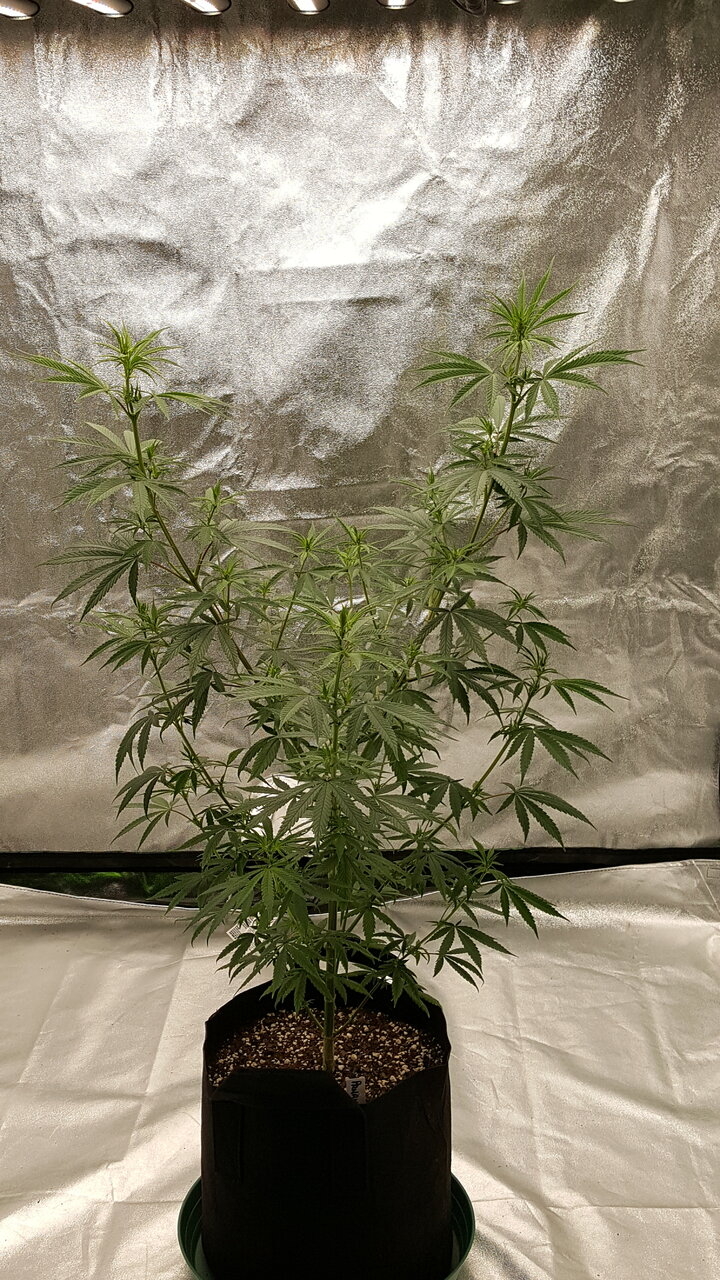 102819 Panama Haze Flip Day 12 4.jpg