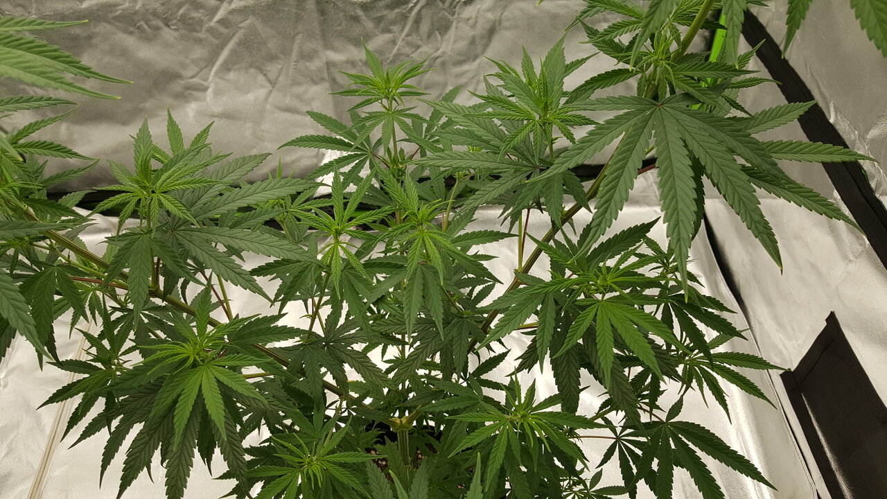 102819 Panama Haze Flip Day 12 9.jpg