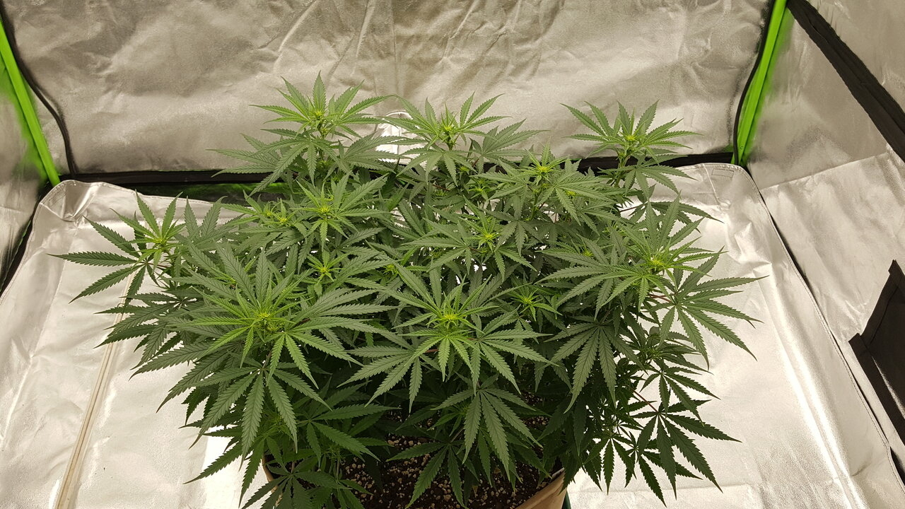 102919 Jack Herer Flip Day 13 4.jpg