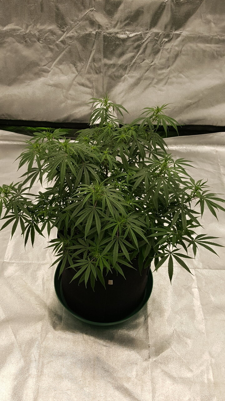 102919 KA5 Haze Flip Day 13 1.jpg