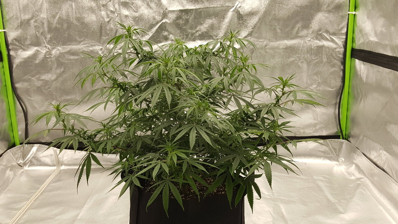 102919 KA5 Haze Flip Day 13 2.jpg