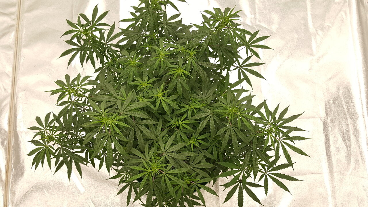 102919 KA5 Haze Flip Day 13 3.jpg