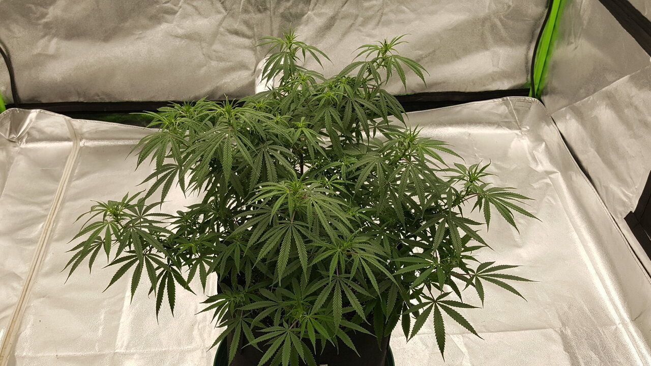 102919 KA5 Haze Flip Day 13 4.jpg