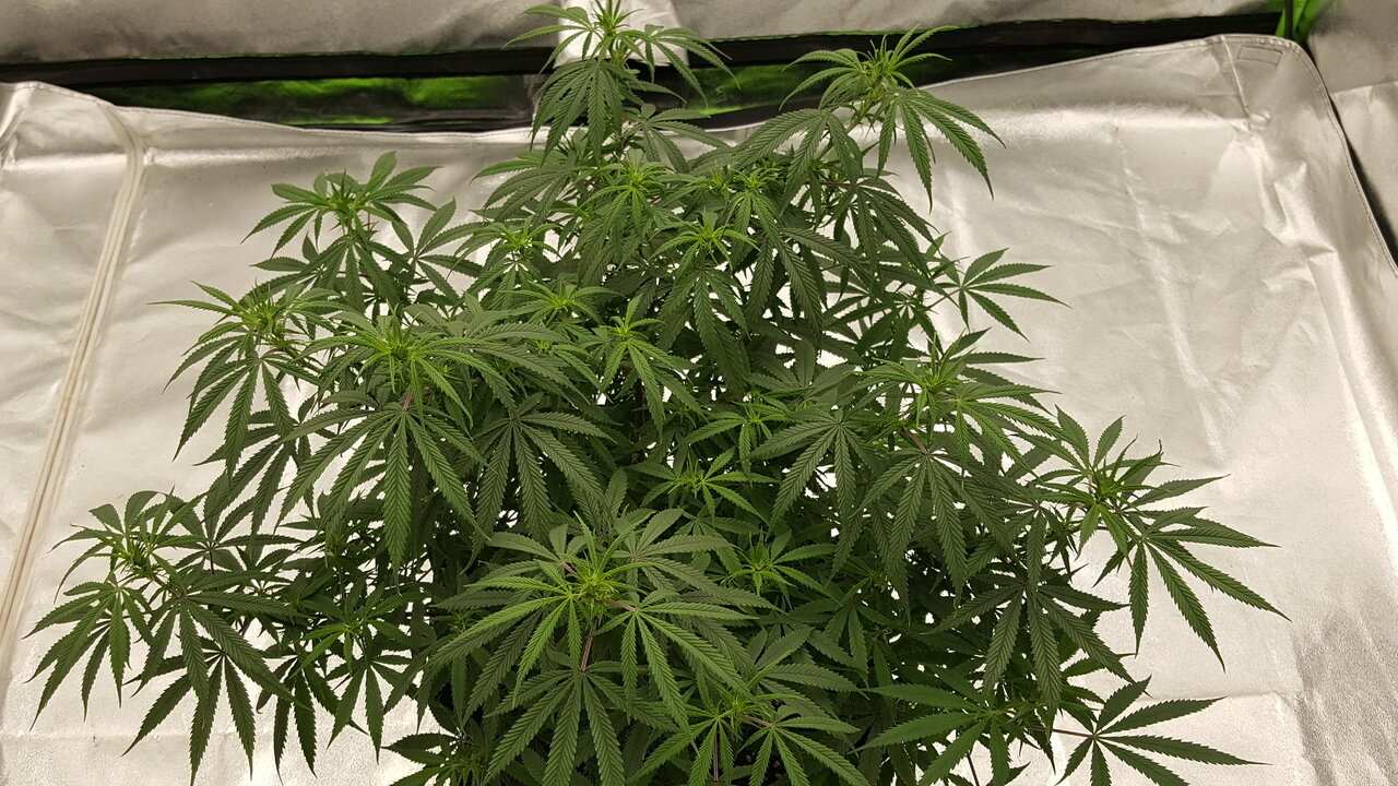 102919 KA5 Haze Flip Day 13 5.jpg