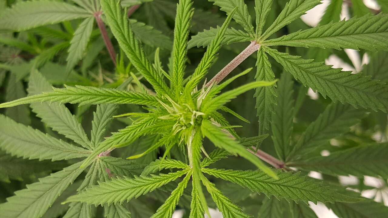 102919 KA5 Haze Flip Day 13 6.jpg