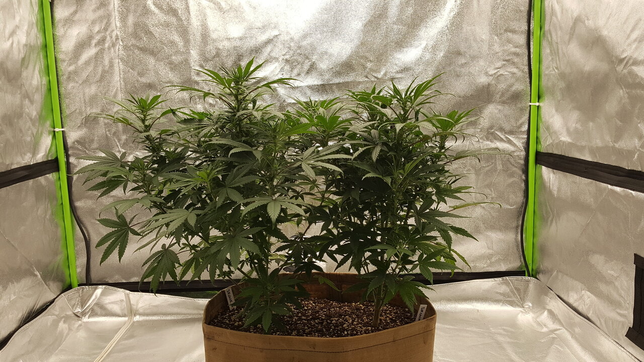 102919 Skunk #1 Flip Day 13 2.jpg