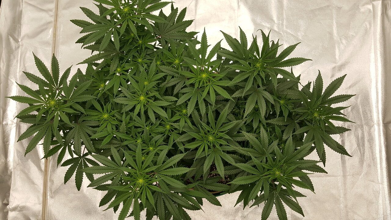 102919 Skunk #1 Flip Day 13 3.jpg