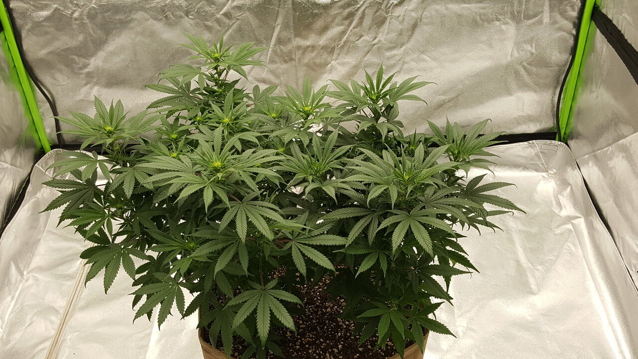 102919 Skunk #1 Flip Day 13 4.jpg