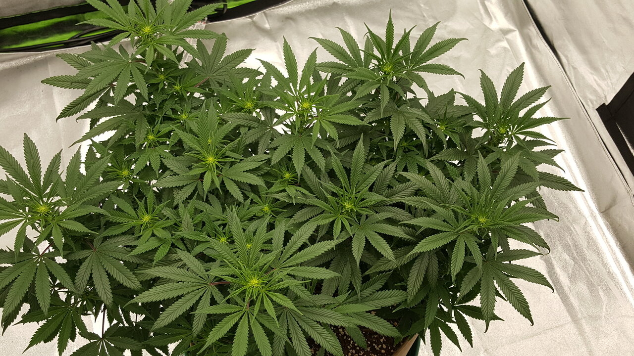 102919 Skunk #1 Flip Day 13 5.jpg